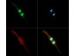 Anti-Histone H3 [Dimethyl Lys4, p Thr3] (RABBIT) Antibody