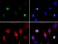 Anti-Histone H3 [ac Lys4, p Thr3] (RABBIT) Antibody