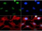 Anti-Histone H3 [Monomethyl Lys4] (RABBIT) Antibody