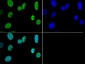 Anti-Histone H3 [Trimethyl Lys4] (RABBIT) Antibody