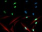 Anti-Histone H3 [ac Lys4] (RABBIT) Antibody
