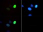 Anti-Histone H3 [Monomethyl Lys4, p Thr6] (RABBIT) Antibody