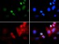 Anti-Histone H3 [Trimethyl Lys4, p Thr6] (RABBIT) Antibody