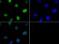 Anti-Histone H3 [p Thr6] (RABBIT) Antibody
