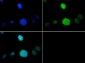 Anti-Histone H3 [p Thr6, Monomethyl Lys9] (RABBIT) Antibody