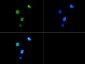 Anti-Histone H3 [Trimethyl Lys9, p Thr6] (RABBIT) Antibody