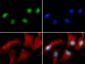 Anti-Histone H3 [Asym-dimethyl Arg8] (RABBIT) Antibody