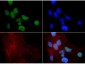 Anti-Histone H3 [Monomethyl Lys9] (RABBIT) Antibody