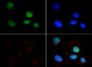 Anti-Histone H3 [Dimethyl Lys9] (RABBIT) Antibody