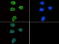 Anti-Histone H3 [Trimethyl Lys9] (RABBIT) Antibody