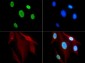 Anti-Histone H3 [ac Lys9] (RABBIT) Antibody