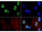 Anti-Histone H3 [ac Lys9, ac Lys14] (RABBIT) Antibody