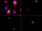 Anti-Histone H3 [p Ser10] (RABBIT) Antibody