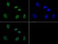 Anti-Histone H3 [p Ser10, p Thr11] (RABBIT) Antibody
