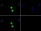 Anti-Histone H3 [p Thr11] (RABBIT) Antibody
