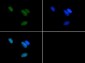 Anti-Histone H3 [Asym-dimethyl Arg17] (RABBIT) Antibody