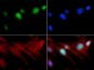 Anti-Histone H3 [Monomethyl Lys18] (RABBIT) Antibody