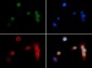 Anti-Histone H3 [Dimethyl Lys18] (RABBIT) Antibody
