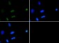 Anti-Histone H3 [ac Lys18] (RABBIT) Antibody