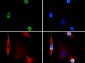 Anti-Histone H3 [p Ser28] (RABBIT) Antibody