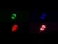 Anti-Histone H3 [Trimethyl Lys27, p Ser28] (RABBIT) Antibody