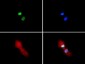 Anti-Histone H3 [Sym-dimethyl Arg2, Dimethyl Lys4] (RABBIT) Antibody