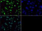 Anti-Histone H3 [Dimethyl Lys36] (RABBIT) Antibody