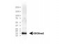 Anti-Histone H3 [Trimethyl Lys36] (RABBIT) Antibody