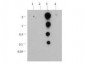Anti-Histone H3 [ac Lys36] (RABBIT) Antibody