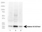 Anti-Histone H3 [Monomethyl Lys37] (RABBIT) Antibody