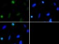 Anti-Histone H3 [Dimethyl Lys37] (RABBIT) Antibody