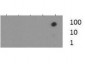Anti-Histone H3 [Trimethyl Lys37] (RABBIT) Antibody