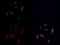 Anti-Histone H3 [Monomethyl Lys56] (RABBIT) Antibody