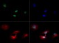 Anti-Histone H3 [Trimethyl Lys79] (RABBIT) Antibody