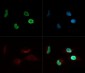 Anti-Histone H4 [ac Lys8] (RABBIT) Antibody
