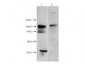 Anti-HDAC7 (RABBIT) Antibody
