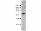 Anti-KMO (RABBIT) Antibody