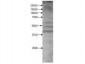 Anti-KMO (RABBIT) Antibody