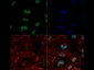 Anti-Histone H3 [Trimethyl Lys4/ac Lys9] (RABBIT) Antibody