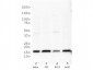 Anti-Histone H3 [Trimethyl Lys27] (RABBIT) Antibody