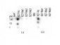 Anti-Histone H3 [ac Lys27] (RABBIT) Antibody