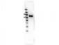 Anti-RON (RABBIT) Antibody