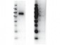 Anti-RON (RABBIT) Antibody