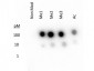 Anti-Histone H3 [methyl Lys27] (RABBIT) Antibody