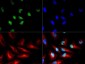 Anti-Histone H3 [p Thr3, Sym-dimethyl Arg2] (RABBIT) Antibody