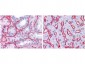 Anti-Collagen Type IV (RABBIT) Antibody Biotin Conjugated