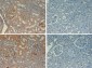 Anti-Fibronectin (RABBIT) Antibody Biotin Conjugated
