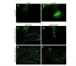 Anti-GFP (RABBIT) Antibody Biotin Conjugated