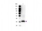 Anti-RFP (RABBIT) Antibody Biotin Conjugated Min X Hu Ms and Rt Serum Proteins
