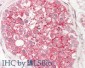 Anti-STIM1 (SHEEP) Antibody